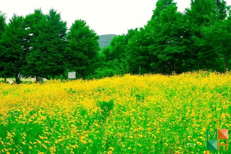 Tranh dán tường cho phòng khách đẹp tại Hà Nội NA - 266